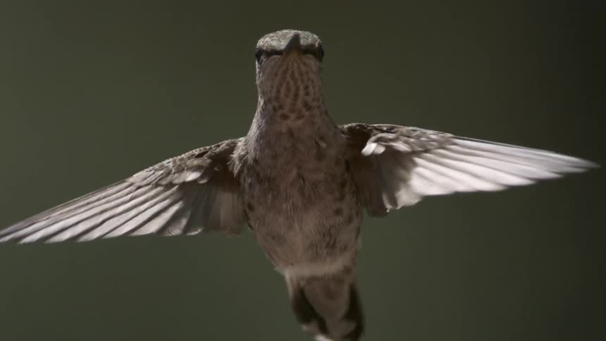 A hummingbird is hovering in the air