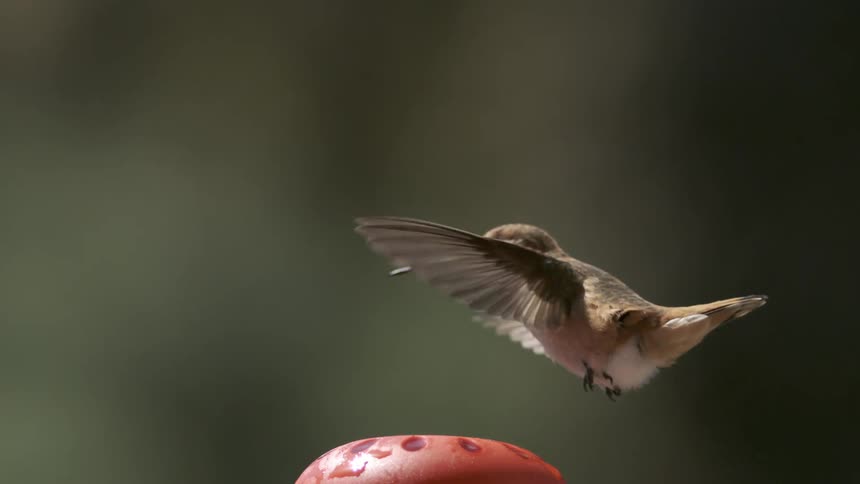 A hummingbird hovers midflight above a feeder set against a softly blurred green background