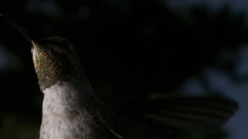 Nighttime Anna's Hummingbird Flying Feeding Hovering in Slow Motion