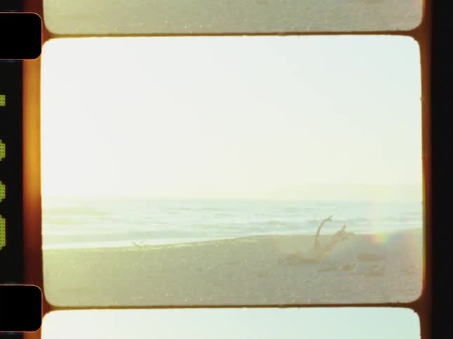 Driftwood rests on a sandy beach along the ocean coast bathed in warm morning sunlight