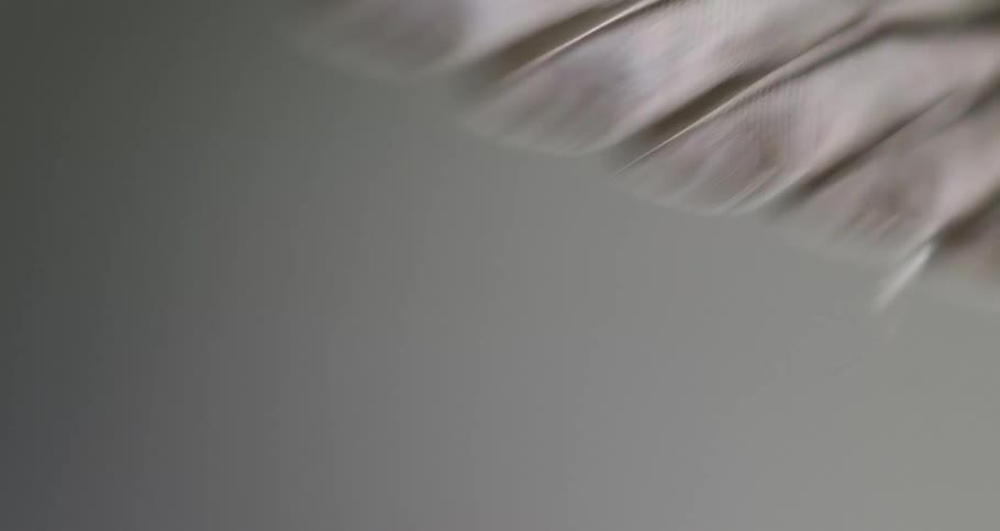Close Up Shot of Anna's Hummingbird Beating its Wings