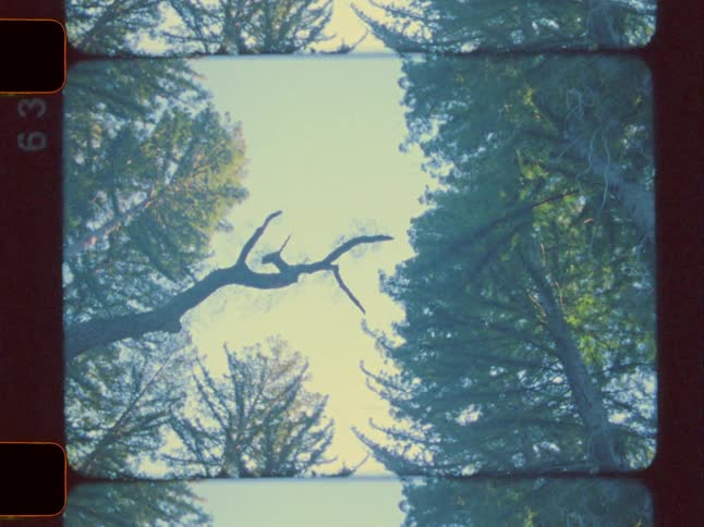 A footage of trees in the woods