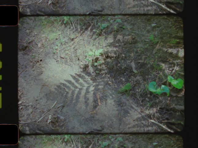 Zoom in on the ground with some grass and soil