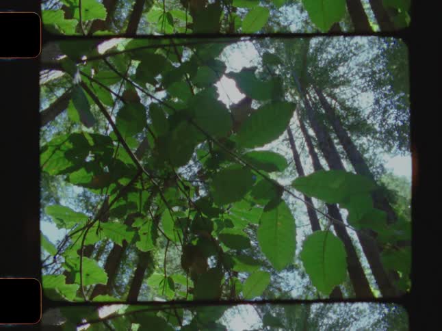 Green leaves and branches are illuminated by sunlight viewed from below with tall trees surrounding in a forest