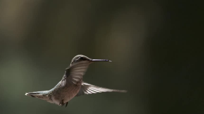 A hummingbird presented in profile view gracefully flaps its wings while expertly maintaining midair suspension as its beak is visible and pointed forward