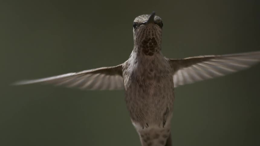 A close up of a hummingbird flying against a green blurry background