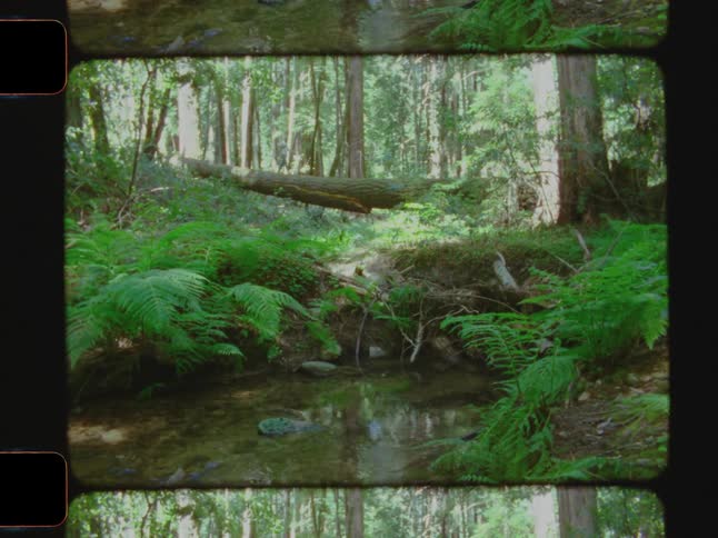 A man crosses over a fallen log in the forest