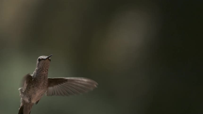 A hummingbird is shown in midair hovering in a slowmotion sequence with a blurred dark background
