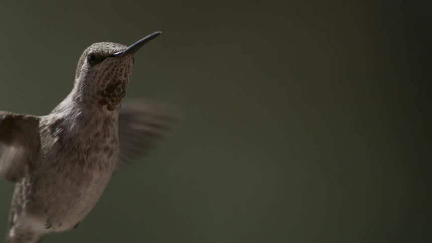 A bird flies in the air
