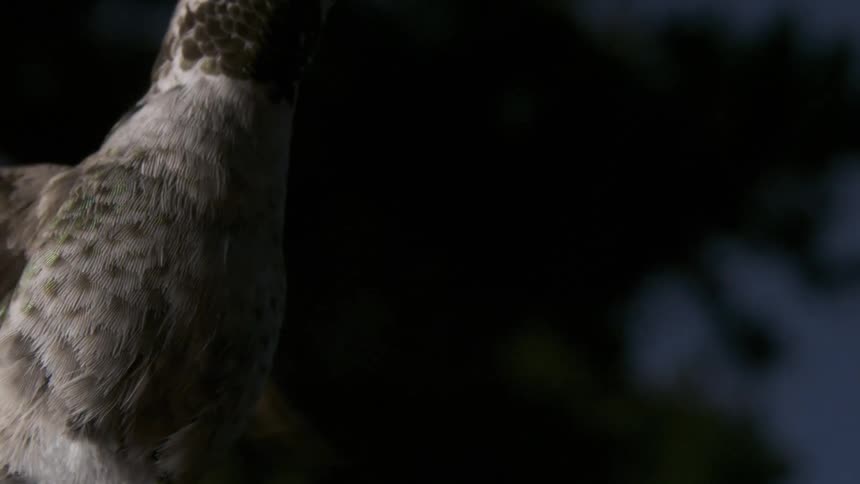 Nighttime Anna's Hummingbird Flying Feeding Hovering in Slow Motion