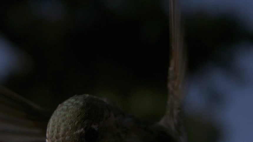 Anna's Hummingbird Flying Feeding Hovering in Slow Motion