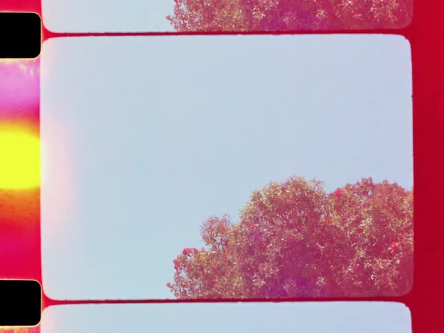 A medium footage of a tree