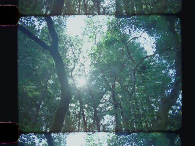 View of a forest full of trees
