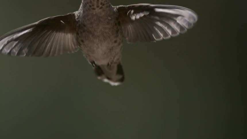 A bird flies in the air
