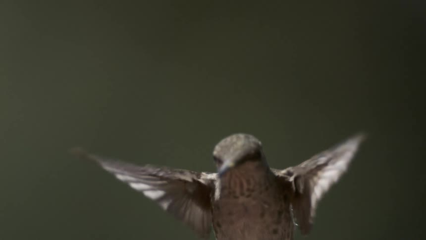 The small hummingbird flies up