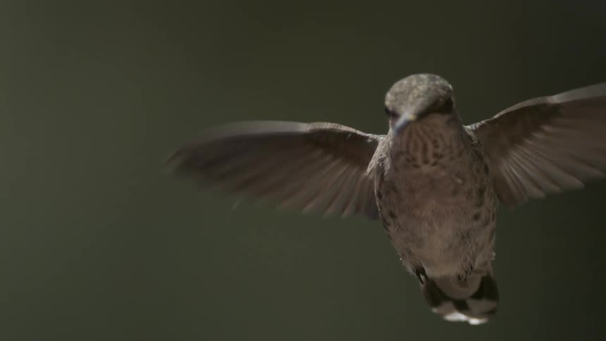 A hummingbird is captured in slow motion its wings visibly flapping as it hovers and then descends moving partially out of the lower portion of the shot