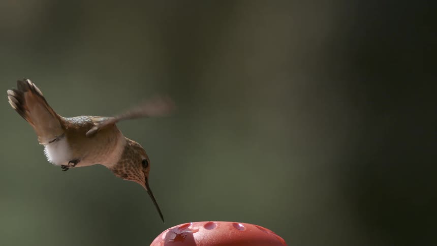 A hummingbird drinks water while flying
