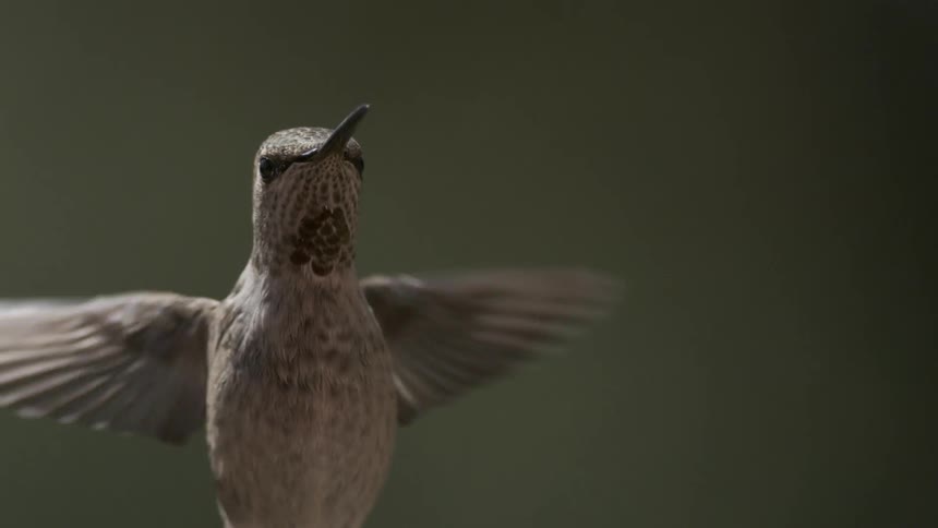 A hummingbird is shown in a medium close up hovering in place with its wings extended and flapping maintaining a stationary position in the air as it faces forwards