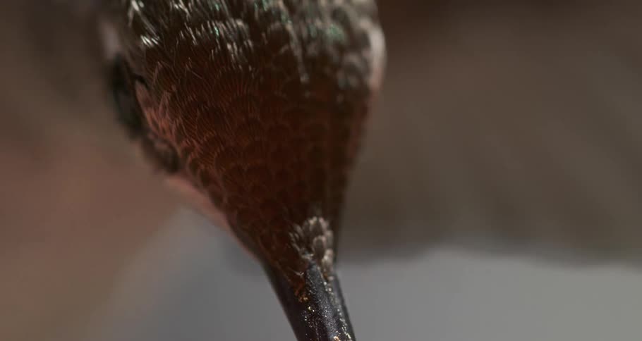 Anna's Hummingbird Feeding Side Profile Macro Slow Motion