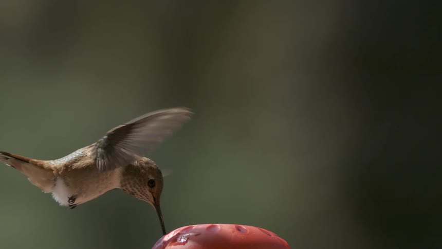 A footage of a bird perching on a fruit