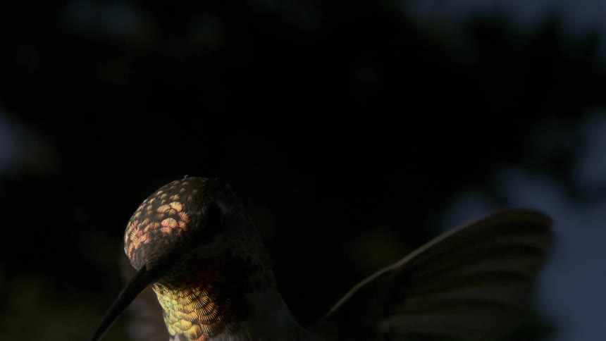 Nighttime Anna's Hummingbird Flying Feeding Hovering in Slow Motion