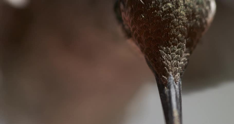 A bird flies close to the camera