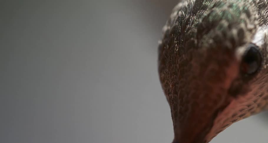 A close up of a hummingbird head feeding while flying against a blurry background