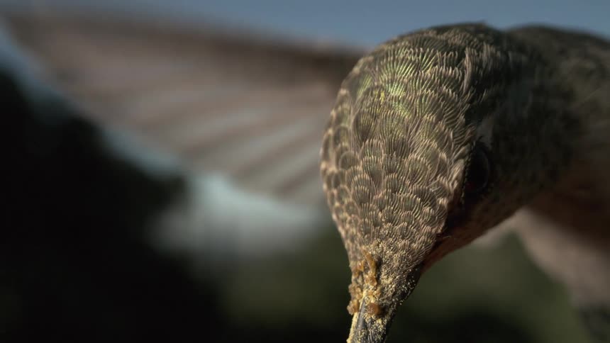 A hummingbird is captured in extreme closeup showcasing its detailed feathers and long beak as it seemingly hovers while its beak extends forward. Pollen visible on beak