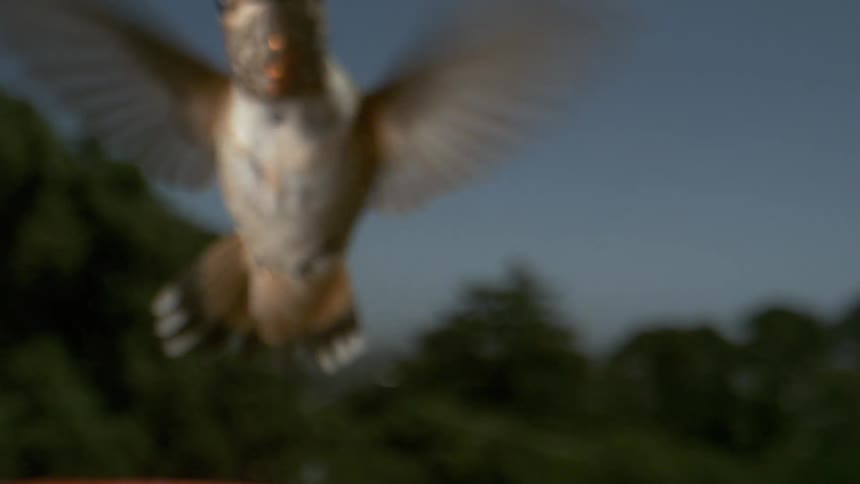 A hummingbird flies back and forth
