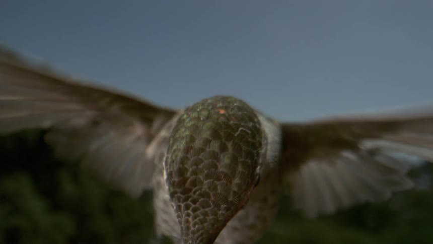 Hummingbird flying through the air and then moving