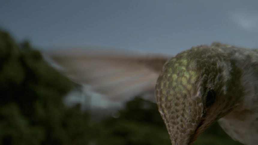 A footage of a bird flying