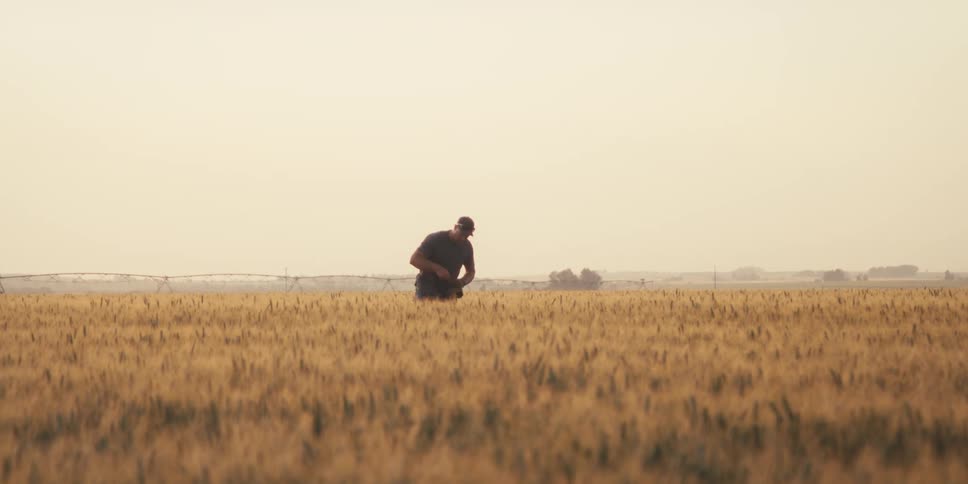 A farmer picks something up in the crops