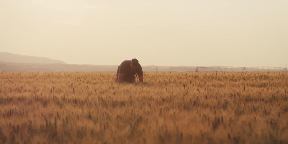 A worker is in a field checking the crop