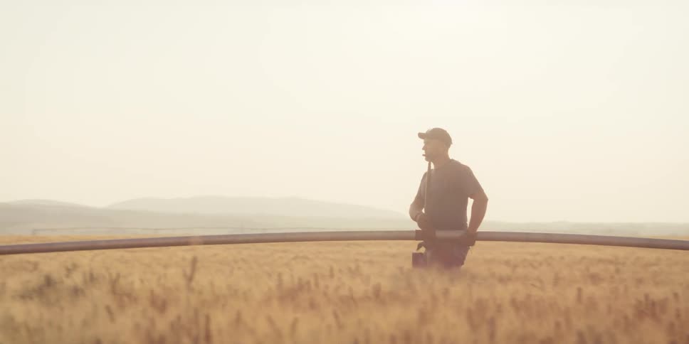 Man carrying a sprinkler pipe in the middle of wheat fields