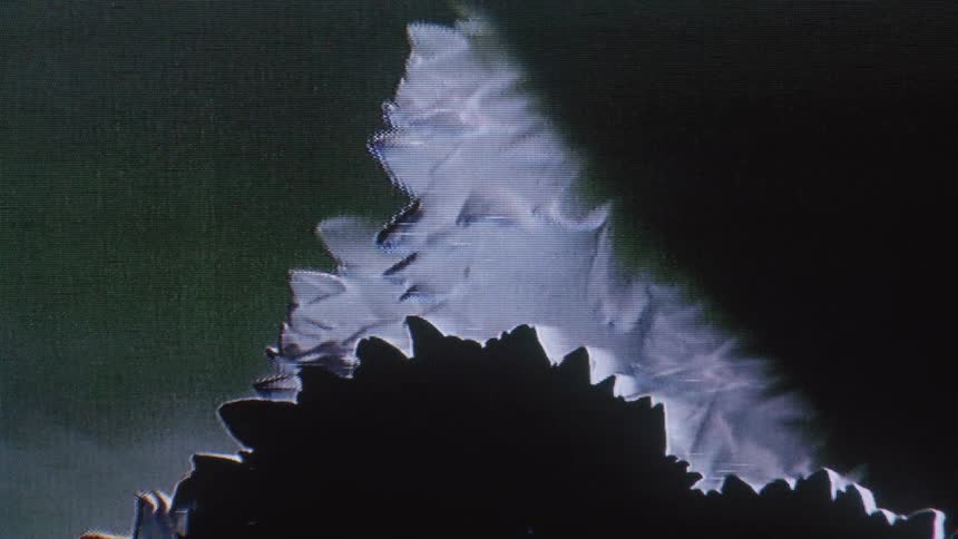 A stylized silhouette of a flower shifts with subtle backandforth motion before a screen flip glitch disrupts the dark glowing digital frame