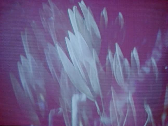 Flowers are shown with flashing lights in an abstract vintagelike film effect