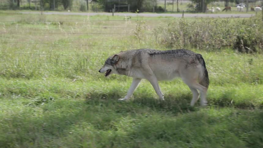 Wolf walks on the green grass in the farmland