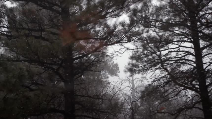 Snow falls around tall trees