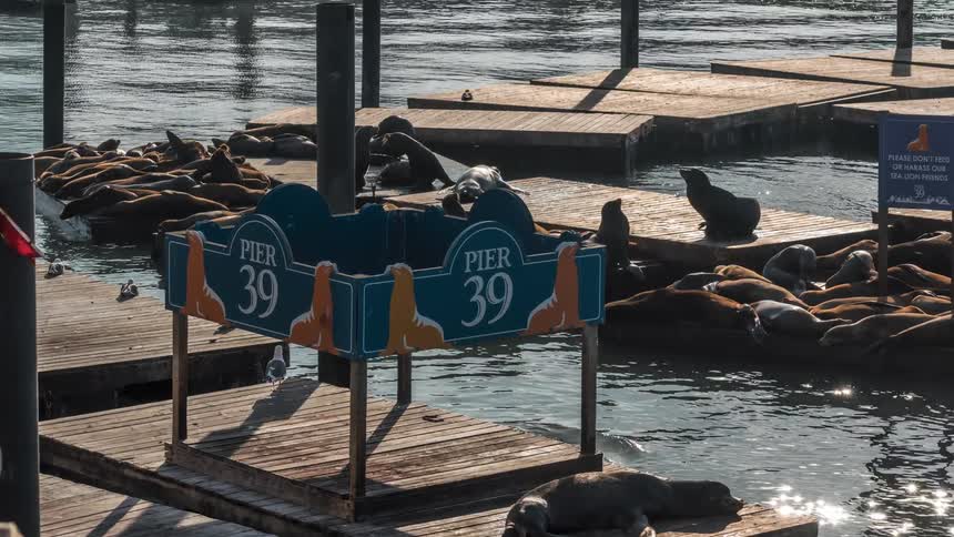 A group of seals are laying on the docks