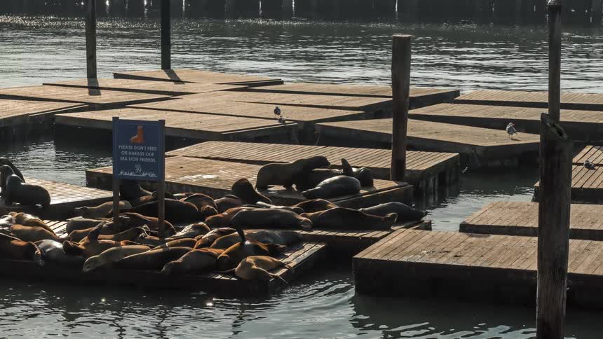 Seals standing over zatters