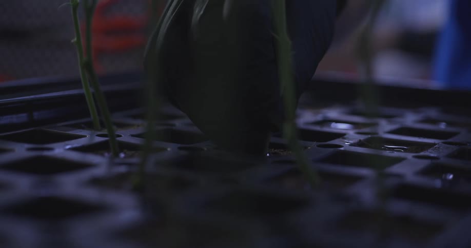 A footage of a person planting