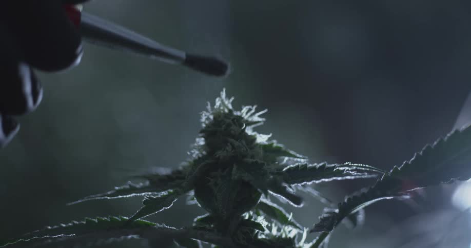 A farmer is using a brush on a marijuana plant