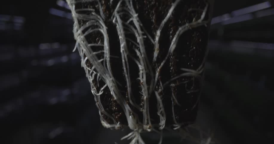 A plant with the roots exposed is lowered down