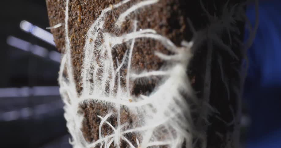 A closeup reveals intricate white root structures clinging to a dark textured growing medium