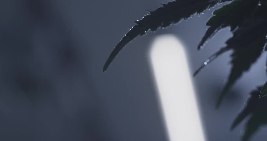 A serrated leaf with a water droplet hanging from its tip set against a blurred background with a soft glow of light