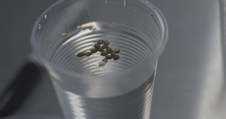 Insect eggs float in the water