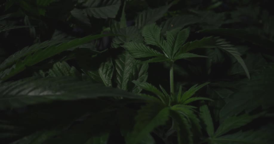 Plants grow in a dense mass in a dimly lit area