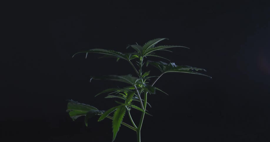 A small cannabis plant with distinct leaves is centered against a dark background