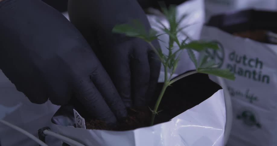 Hands handling a plant