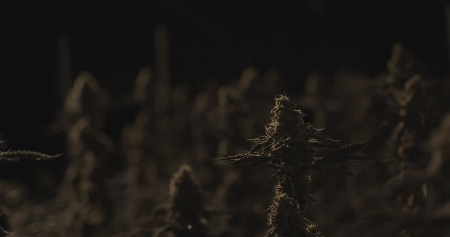 A cannabis plant with leaves extending outwards silhouetted against a dark background
